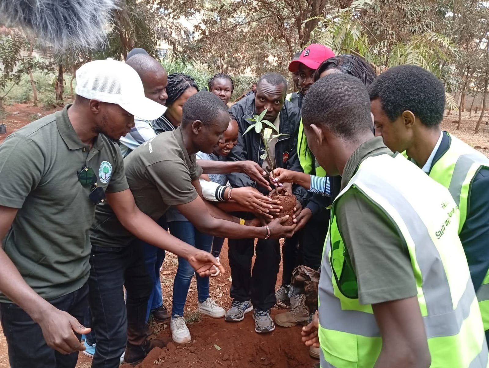 Why Trees Matter in Combating Climate Change